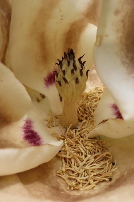 Magnolia macrophylla ssp. ashei - šácholan velkolistý 5